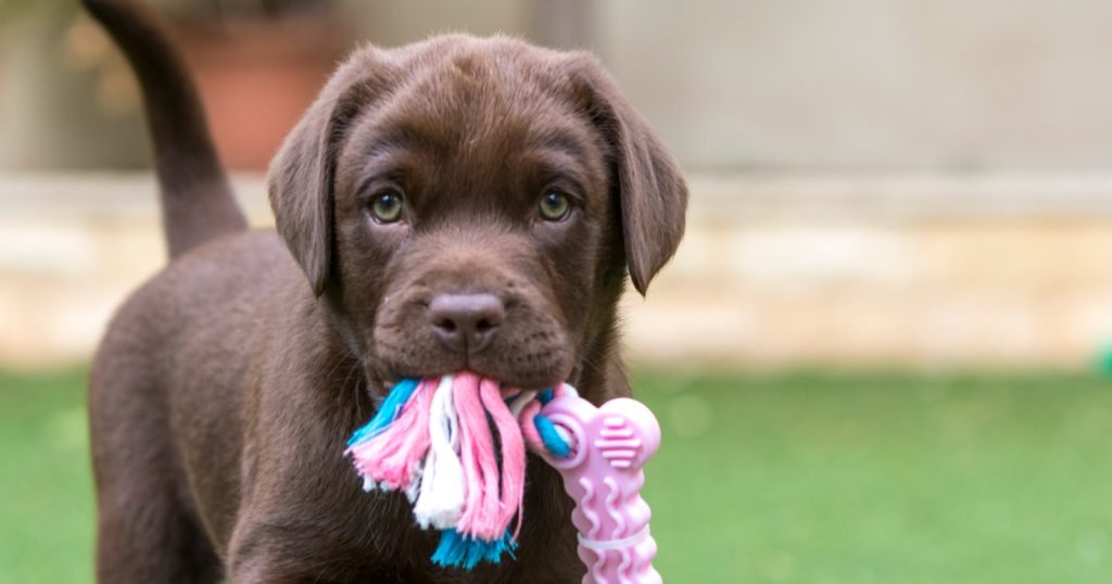 Labrador Puppy Biting: Easy Tips To Correct This In Puppyhood
